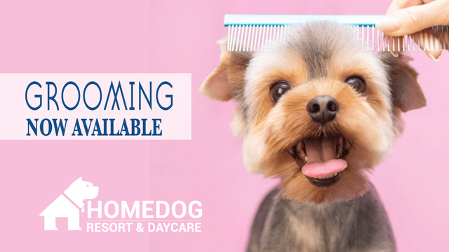 Dog best sale daycare downtown